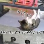 猫氏がアップをはじめたようです。器具で腹筋を鍛えはじめる