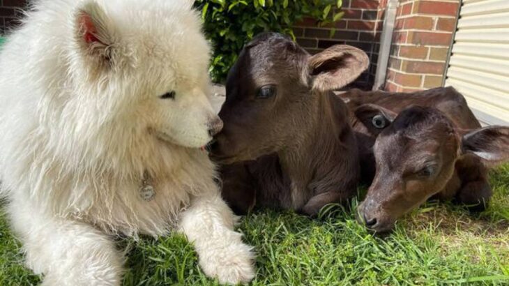 孤児になった子牛たちの親代わりとなったサモエド犬。超絶やさしい癒しの世界