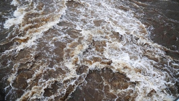 【画像あり】オーストラリアで大雨の後、謎の生物が降ってくる・・・