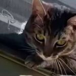 窓から外を眺める愛猫に「あなた何てことしてくれたの！」網戸を破った破壊神に切れ気味のご主人の怒りが炸裂