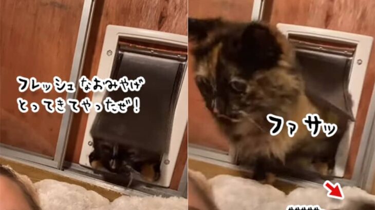 猫のおみやげは、時として飼い主に強烈なダメージを与える件