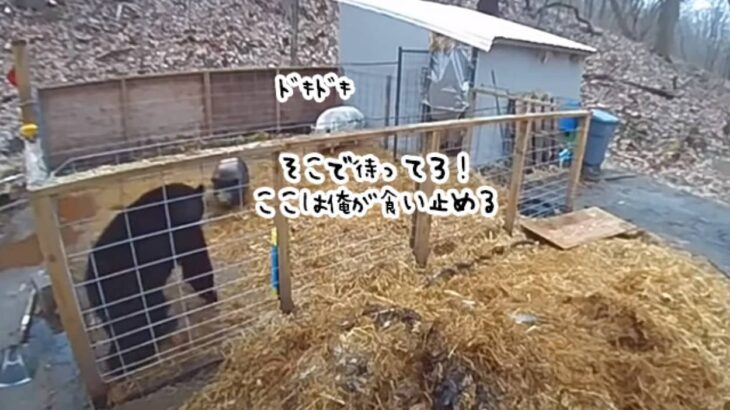 ブタ小屋に侵入。仲間を助けるためクマに立ち向かうブタ