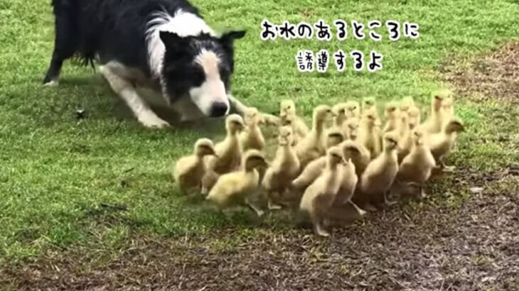 副業始めました。牧羊犬のボーダーコリー、ヒナの群れを誘導して水辺に運ぶ