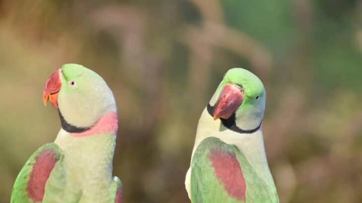 イギリスで増殖する野生化したワカケホンセイインコ、ロンドンでは5万羽に及び怪しげな都市伝説も