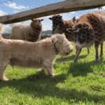 もう一歩も引かないよ！「世界で一番ダメな牧羊犬」と言われたネルソンくん、たくましく成長する