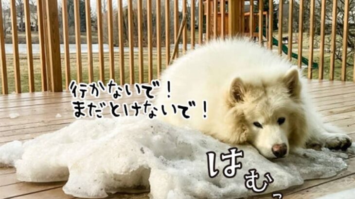 雪を誰よりも愛するアラスカン・マラミュート犬、わずかに残った雪にぺとりんこ