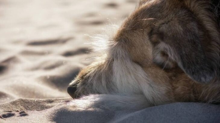 浜辺で海を見続けている犬。漁に出て帰らぬ人となった飼い主を待ち続けていた