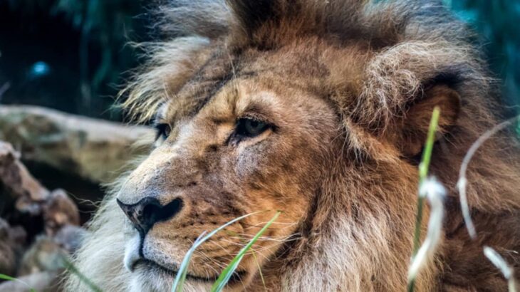 ウクライナに取り残されたライオンとオオカミを救え！イギリスの退役軍人たちの救出大作戦