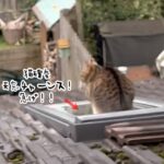 猫が天窓に座ると確変モードに突入、階段を駆け下り向かった先は？