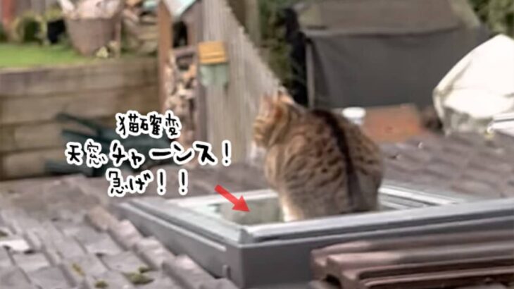 猫が天窓に座ると確変モードに突入、階段を駆け下り向かった先は？