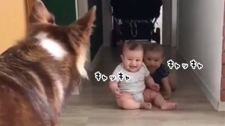 双子の赤ちゃんをあやす犬。赤ちゃんの楽しそうな笑い声が幸せな気分にさせてくれる（要音声）