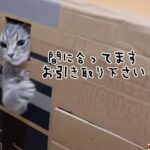 違う違う、今じゃ、今じゃにゃ～い。飼い主の誘いを断る猫