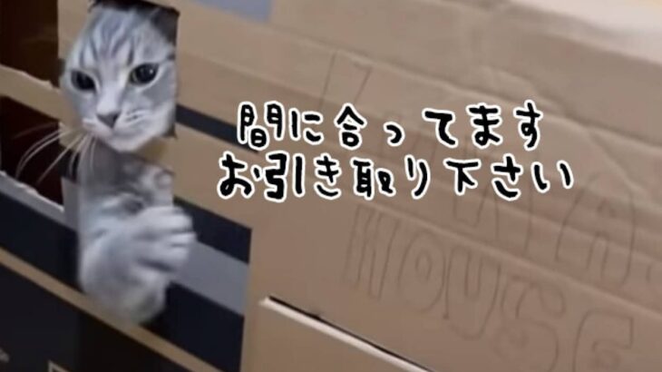 違う違う、今じゃ、今じゃにゃ～い。飼い主の誘いを断る猫