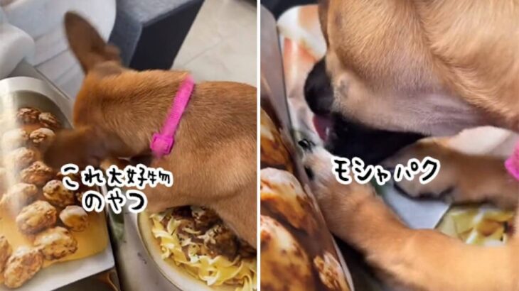 ちょい待て、それは二次元。犬氏、雑誌の料理に食らいつく