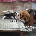 パパ、あのね？「フムワン」犬の父親と娘が何やら会話中