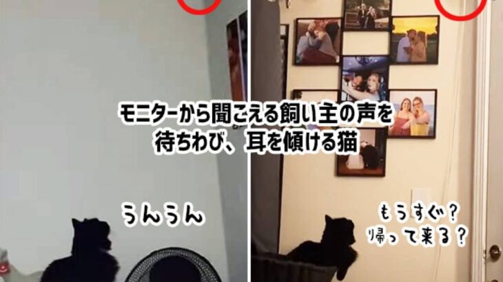 まだかにゃまだかにゃ？モニターカメラからパパの声が聞こえると猛ダッシュで近づく猫