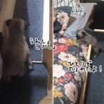 子犬がベッドに上がってこられるようにお手製のスロープを作ってみた