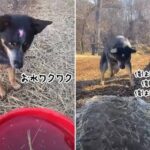 俺はヤル、俺はヤル。バケツの水を溝に流すお仕事に全力の犬