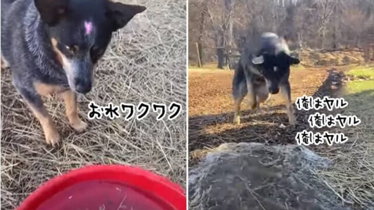 俺はヤル、俺はヤル。バケツの水を溝に流すお仕事に全力の犬