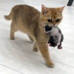 母を失った赤ちゃん猫に出産直後の猫を引き合わせてみたところ、我が子同然にお世話をするように