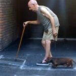 世界で最も遅いけど、最も心温まる犬の散歩風景。おじいさんを見守るように歩く