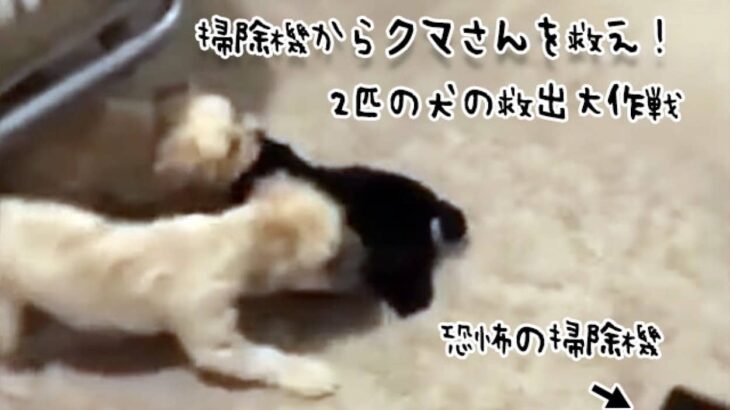 仲間のクマ（ぬいぐるみ）を掃除機から救え！2匹の犬の決死の救出大作戦