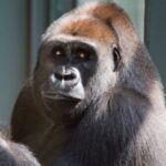 動物園の若いゴリラがスマホ依存症になりかかっている。来園者がスマホを見せるのでハマってしまったようだ