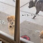 お家に入れない子犬に犬用ドアの使い方を教える大型犬