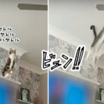 猫界のSASUKE会場はこちら。回転するシーリングファンに飛び乗る競技です