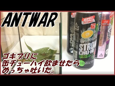 【閲覧注意】ゴキブリに”ストロングチューハイ”与えてみた結果 →こうなる。。。。