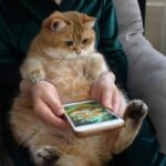 まったりゆったりホシコ猫、魚のベッドやスマホゲームで癒しの時間をプレゼント