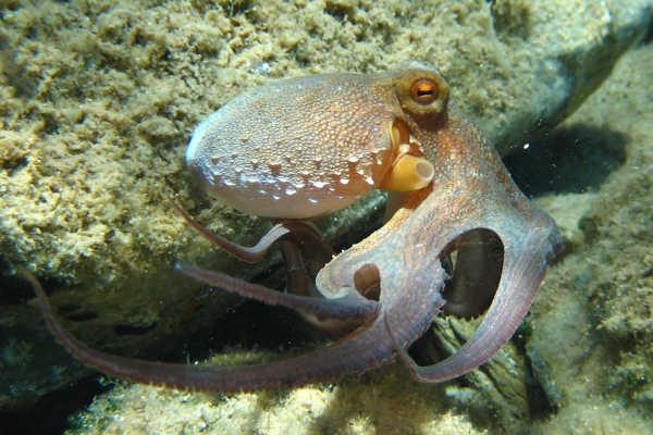 【陰謀論】恐怖の生物兵器「タコ人間」…不凍港アゾフ海制圧へロシアが投入していた？