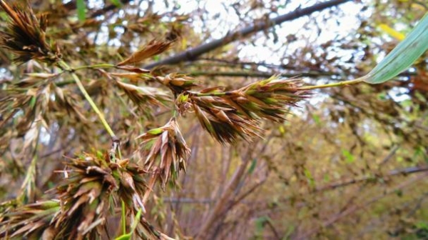 【福井】120年に1度しか咲かない竹の花が開花してしまう…「不吉の言い伝え」も