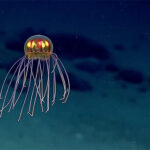 【画像】深海生物の魅力がヤバすぎるので貼ってくｗｗｗｗｗｗｗｗｗｗｗｗ