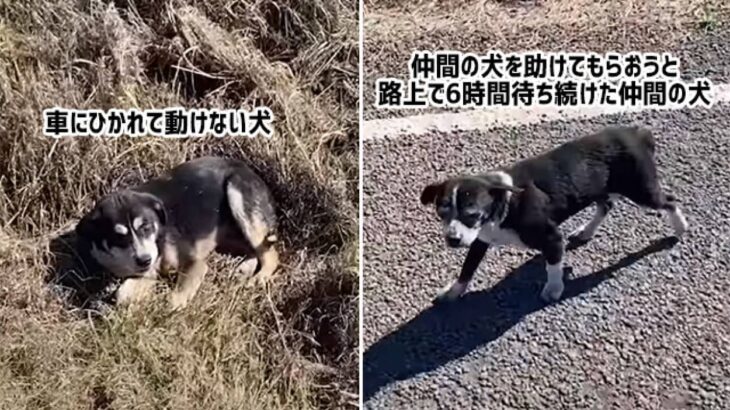 親友が車にひかれて動けない！誰かに助けてもらいたくて路上で6時間待ち続けた犬