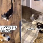 犬と一緒じゃなきゃ嫌な猫。犬がハーネスを付けると、自分も付けろと催促する