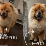 犬のふさ毛の中に小動物！ひっついて家についてきてしまったポッサムの赤ちゃん