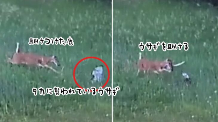 タカに襲われているウサギを鹿が助ける奇跡の映像