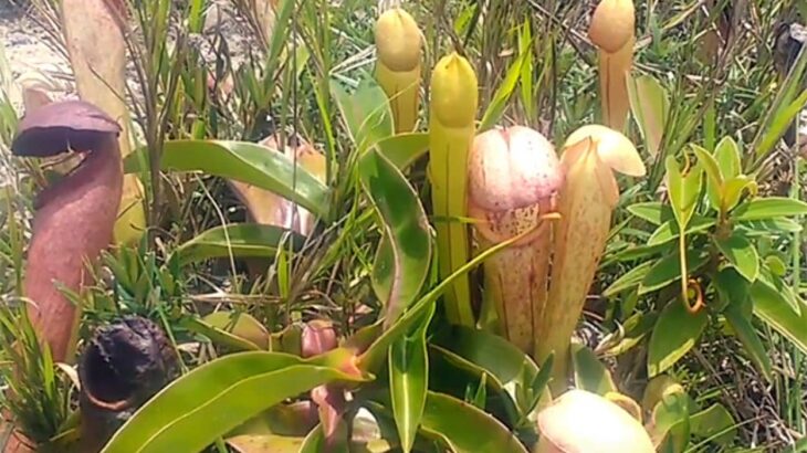 いちもつに激似すぎて女子が殺到する食虫植物。記念撮影の為に摘み取らないでとカンボジア政府が注意喚起