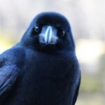 【悲報】カラスさん、人間を舐めきった姿で見つかる……！！