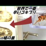 【閲覧注意】ゴキブリに『超激辛グミ』与えまくった結果ｗｗｗｗｗｗｗｗｗｗ