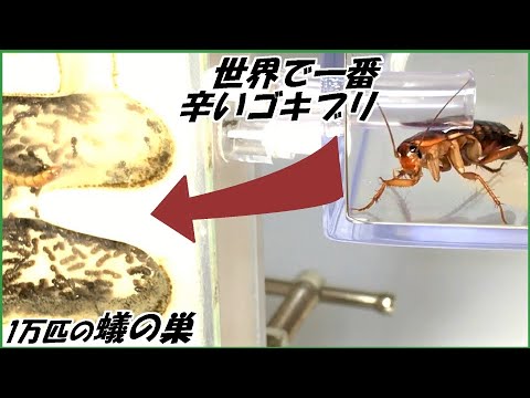 【閲覧注意】ゴキブリに『超激辛グミ』与えまくった結果ｗｗｗｗｗｗｗｗｗｗ