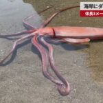 巨大種、ダイオウイカが南アフリカの海岸に打ち上げられる