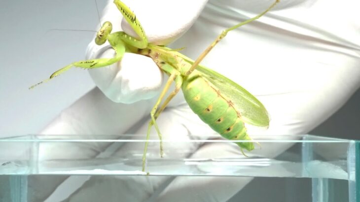 【閲覧注意】カマキリ「なんや最近腹が痛いンゴなぁ・・・ちょっと気分転換に水浴びでもいくか！ｗ」ﾄｺﾄｺ