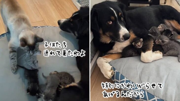 「特別に預けてあげるんだから」母猫が生まれたばかりの子猫を犬に託す