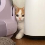 仕方ないでしょ、猫だから！にゃんこのあんな所業こんなやらかしを50本集めてみた