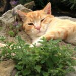 知らずに植えたら野良猫が集まって来た。西洋マタタビがきっかけで猫の保護活動をはじめた女性