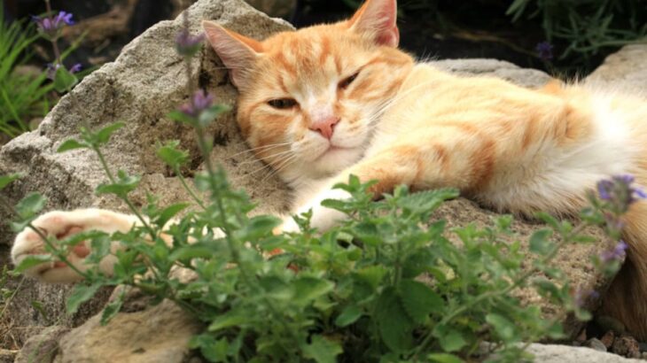 知らずに植えたら野良猫が集まって来た。西洋マタタビがきっかけで猫の保護活動をはじめた女性