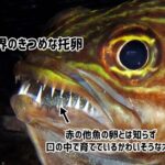 魚界の托卵はえぐい。無関係の魚の卵とは知らず、口の中で育て続けるかわいそうなオスが発見される