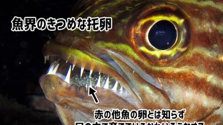 魚界の托卵はえぐい。無関係の魚の卵とは知らず、口の中で育て続けるかわいそうなオスが発見される